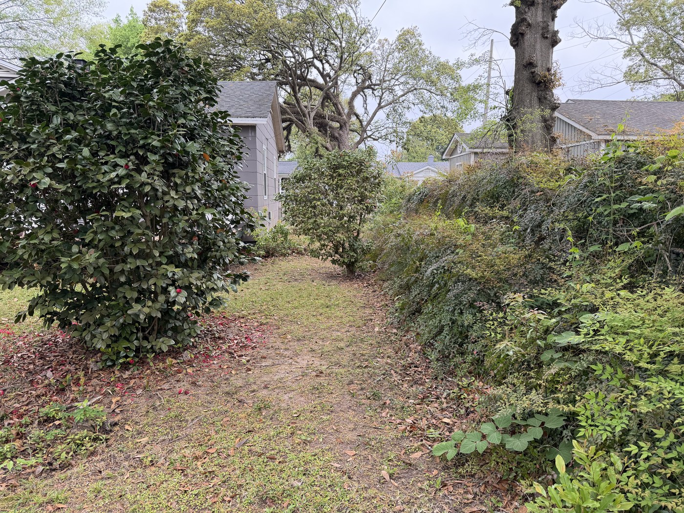 Back-Yard Cleanup before